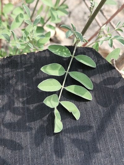 Indigofera lindheimeriana, photographed by Jo Roberts