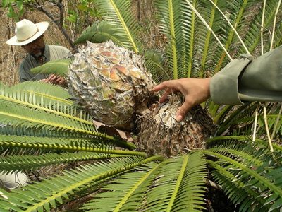 Dioon merolae, photographed by Neptalí Ramírez Marcial