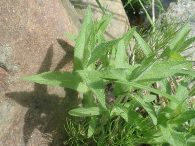 Eupatorium perfoliatum, photographed by Lynn Harper