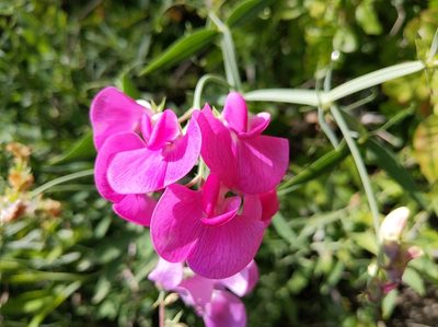 Lathyrus latifolius, photographed by Vasily Reinkymov