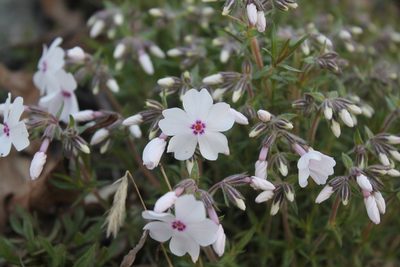 Phlox subulata, photographed by Violet T.