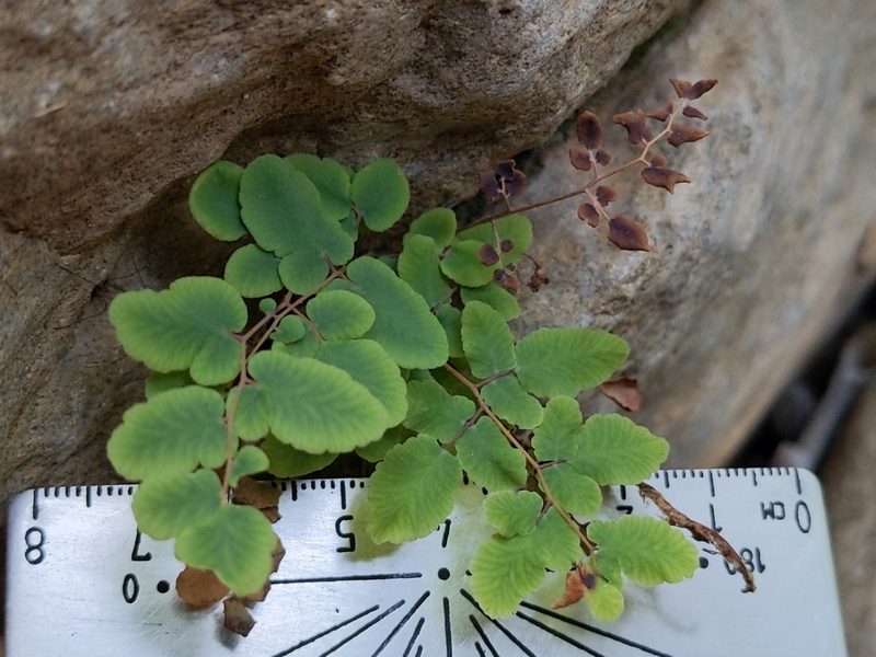 Pellaea andromedifolia, photographed by Vasily Reinkymov