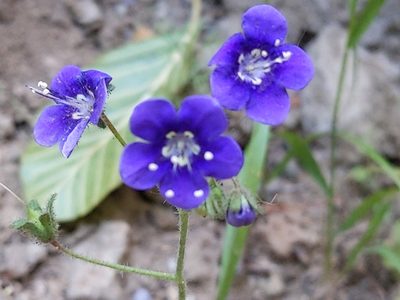 Phacelia parryi