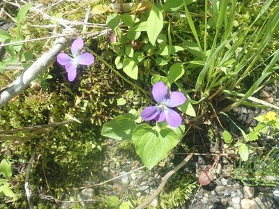 Viola cucullata, photographed by Lynn Harper