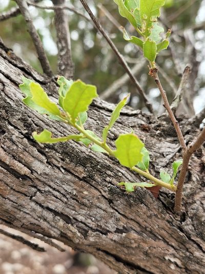 Quercus vaseyana, photographed by Jo Roberts
