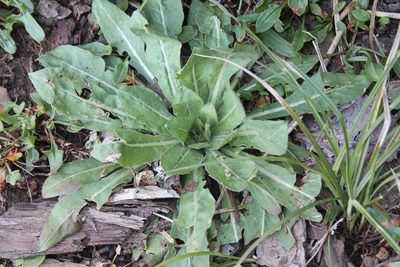 Oenothera biennis, photographed by Violet T.