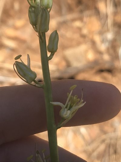 Hastingsia serpentinicola, photographed by Daniel Kennedy