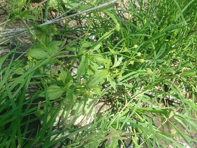 Ranunculus recurvatus, photographed by Lynn Harper
