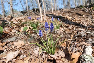Muscari botryoides, photographed by Violet T.