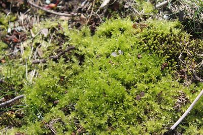 Plagiomnium cuspidatum, photographed by Violet T.