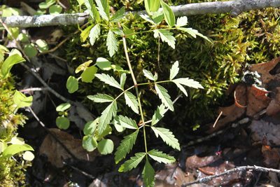 Cicuta maculata, photographed by Violet T.