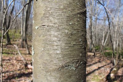 Betula lenta, photographed by Violet T.