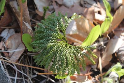 Dendrolycopodium obscurum, photographed by Violet T.