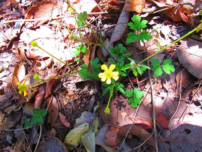 Ranunculus petiolaris, photographed by Oscar Alejandro Morales Juárez
