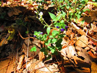 Scutellaria dumetorum, photographed by Oscar Alejandro Morales Juárez