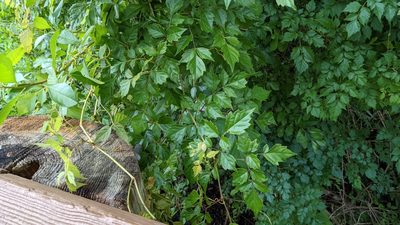 Nekemias arborea, photographed by Joseph Aubert