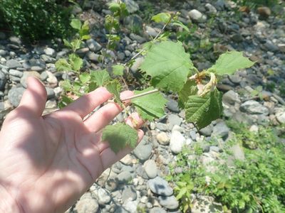 Platanus occidentalis, photographed by Lynn Harper