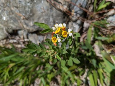 Hosackia oblongifolia, photographed by Trevor Van Loon