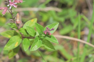 Cuphea racemosa, photographed by Morten Ross
