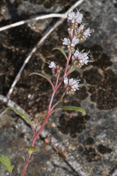 Phacelia stebbinsii, photographed by Trevor Van Loon