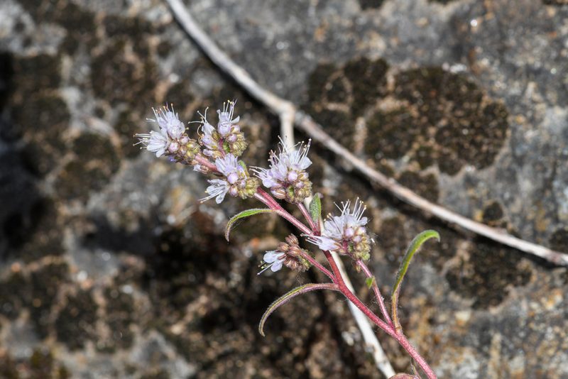 Phacelia stebbinsii, photographed by Trevor Van Loon
