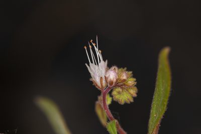 Phacelia stebbinsii, photographed by Trevor Van Loon