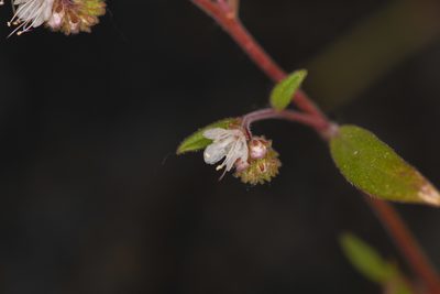 Phacelia stebbinsii, photographed by Trevor Van Loon