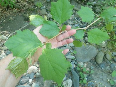 Platanus occidentalis, photographed by Lynn Harper