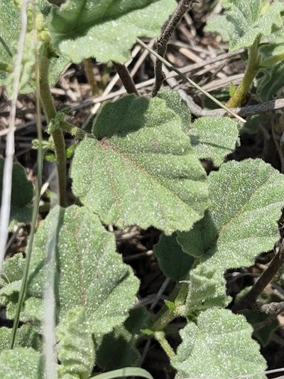 Hermannia texana, photographed by Jo Roberts