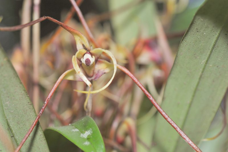 Maxillaria lepidota, photographed by Morten Ross