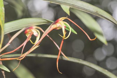 Maxillaria lepidota, photographed by Morten Ross