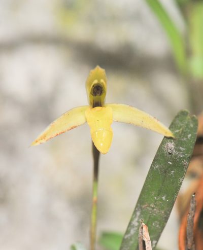 Maxillaria acuminata, photographed by Morten Ross
