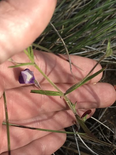 Collinsia linearis, photographed by Daniel Kennedy