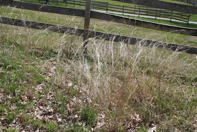 Andropogon virginicus, photographed by Violet T.