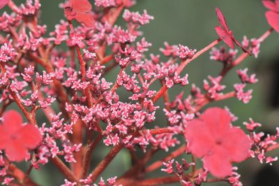 Hydrangea peruviana, photographed by Morten Ross