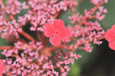 Hydrangea peruviana, photographed by Morten Ross