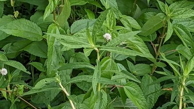 Alternanthera philoxeroides, photographed by Joseph Aubert