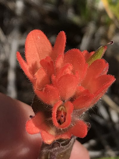 Castilleja brevilobata, photographed by Daniel Kennedy