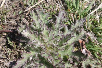 Cirsium horridulum, photographed by Violet T.