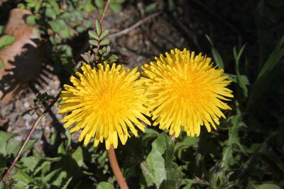 Taraxacum erythrospermum, photographed by Violet T.