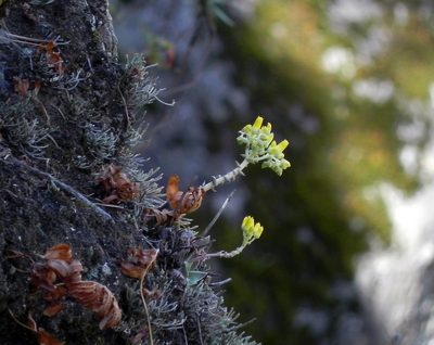 Dudleya cymosa, photographed by James C. Davis