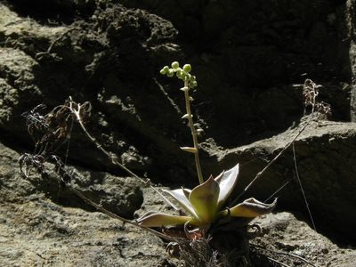 Dudleya cymosa, photographed by James C. Davis