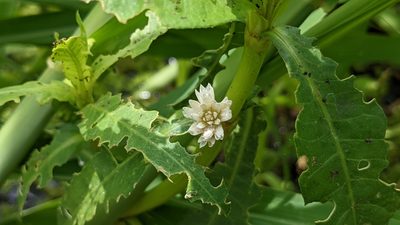Alternanthera philoxeroides, photographed by Joseph Aubert