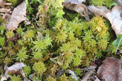 Sphagnum palustre, photographed by Violet T.