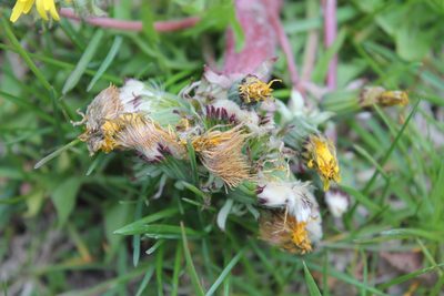 Taraxacum erythrospermum, photographed by Violet T.
