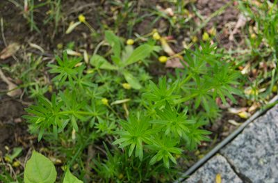 Galium mollugo, photographed by Anastasia_Surkova