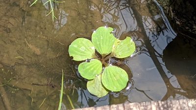 Pistia stratiotes, photographed by Joseph Aubert