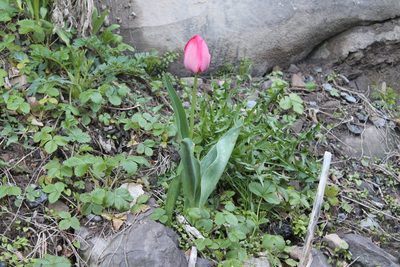 Tulipa gesneriana, photographed by Violet T.