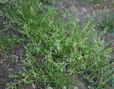 Poa annua, photographed by Anastasia_Surkova