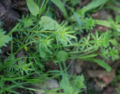 Galium mollugo, photographed by Anastasia_Surkova